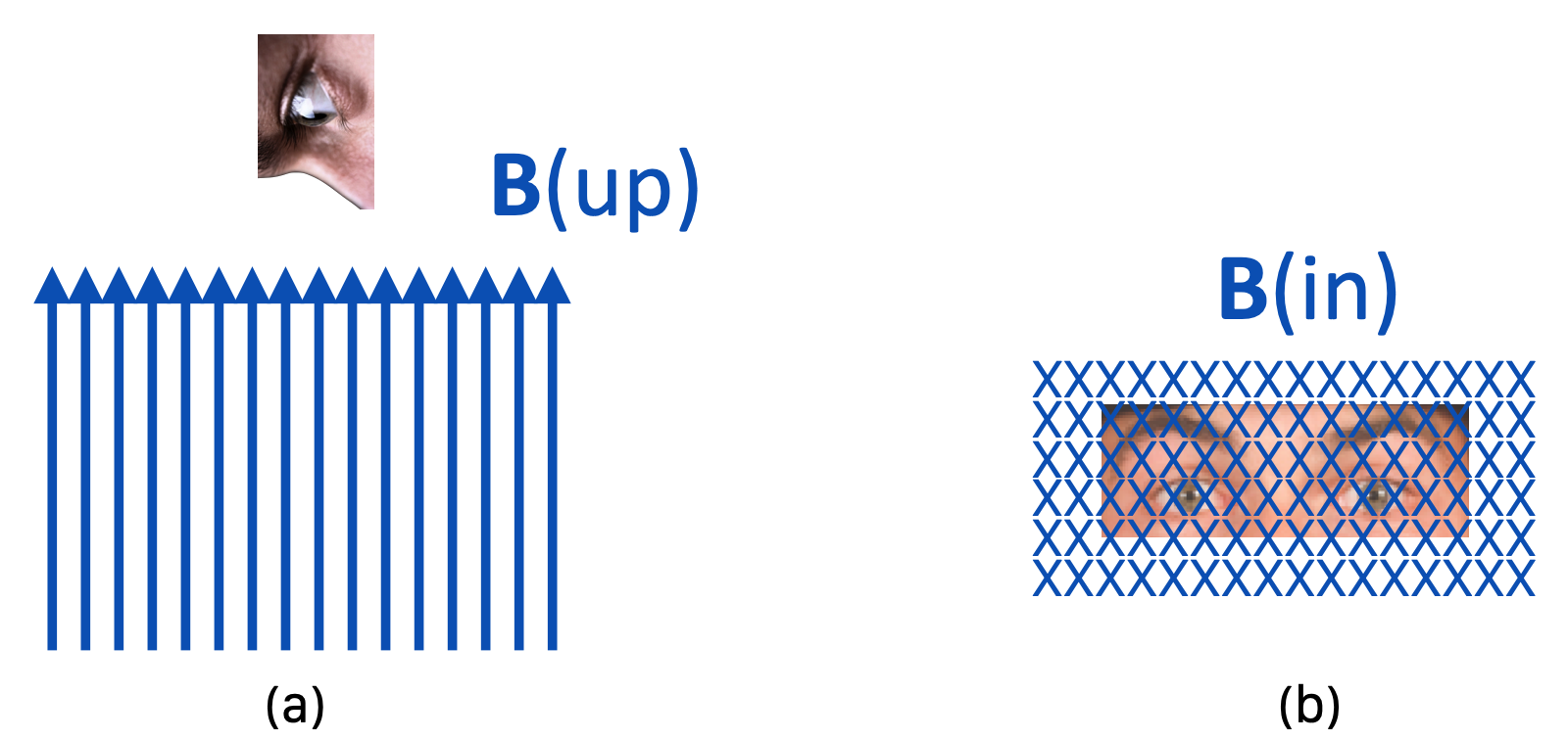 In the left, a magnetic field is pointing up, toward our gaze. In the right, the field is shown from behind, still aimed at our view.