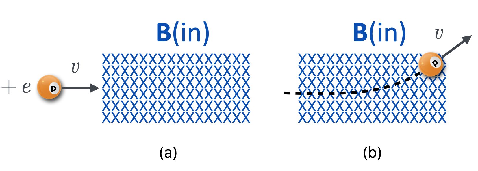 A positively charged particle comes into a region with a magnetic field from the left and when it encounters the field, it bends up, due to a force that's perpendicular to both the proton's velocity and the magnetic field direction.