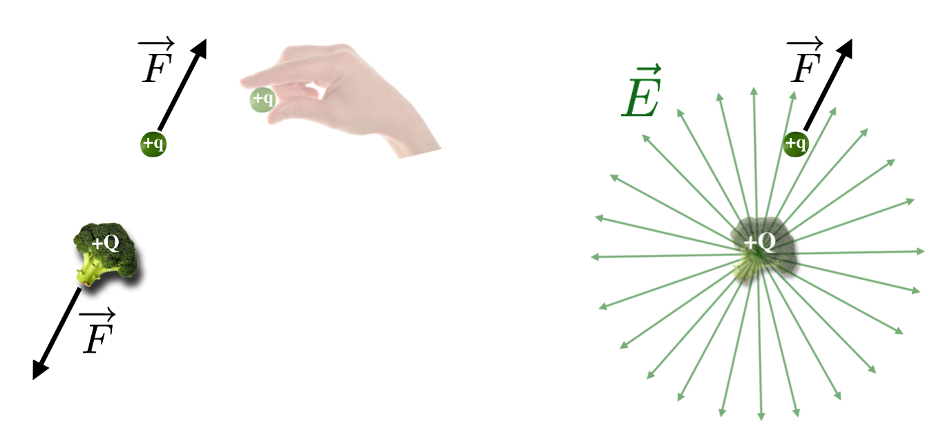 In the left hand figure a little positive charge is brought near positively charged piece of, um...a vegetable... and is released. The two positive charges repel with equal and opposite forces and the amount of force that each feels we could calculate using Coulomb's law. In the right hand figure, the Electric Field lines are drawn in radiating outward from the central broccoli.